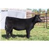 Image 1 : Lot 11 - ECC Heifer THC & PHAF