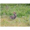 Image 1 : Rabbit Hunt in the Lower Yakima Valley