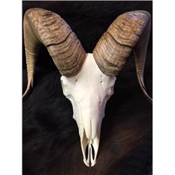 Bighorn Sheep Horns