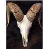 Image 1 : Bighorn Sheep Horns