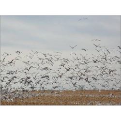 South Dakota Snow Goose Hunt