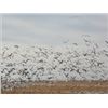 Image 1 : South Dakota Snow Goose Hunt