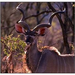 South African Plains Game Safari with Andre Stewart of Kuvhima Safaris