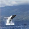 Image 2 : Whale Flight - Maui by Wyland