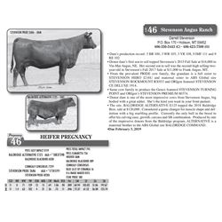 HEIFER PREGNANCY