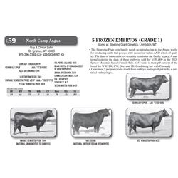 5 FROZEN EMBRYOS (GRADE 1)