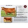 Image 1 : DKK AUBURN 7024
