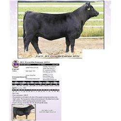 ICC Everelda Entense 8551