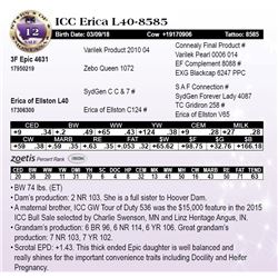 ICC Erica L40-8585