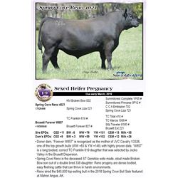 Sexed Heifer Pregnancy