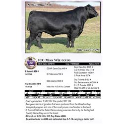 ICC Miss Wix 6316