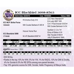 ICC Blackbird 3098-8563