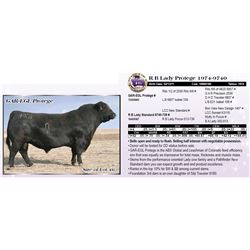 R B Lady Protege 1974-9740