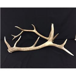 Elk Antler Sheds