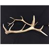 Image 1 : Elk Antler Sheds