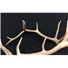 Image 2 : Elk Antler Sheds