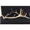 Image 3 : Elk Antler Sheds