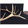 Image 4 : Elk Antler Sheds
