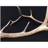 Image 5 : Elk Antler Sheds