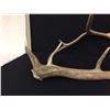 Image 6 : Elk Antler Sheds