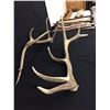Image 7 : Elk Antler Sheds