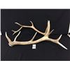 Image 9 : Elk Antler Sheds