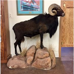 Full Body Black Ram Taxidermy