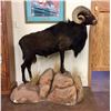 Image 1 : Full Body Black Ram Taxidermy