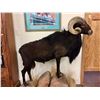 Image 2 : Full Body Black Ram Taxidermy