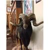 Image 3 : Full Body Black Ram Taxidermy