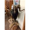 Image 6 : Full Body Black Ram Taxidermy