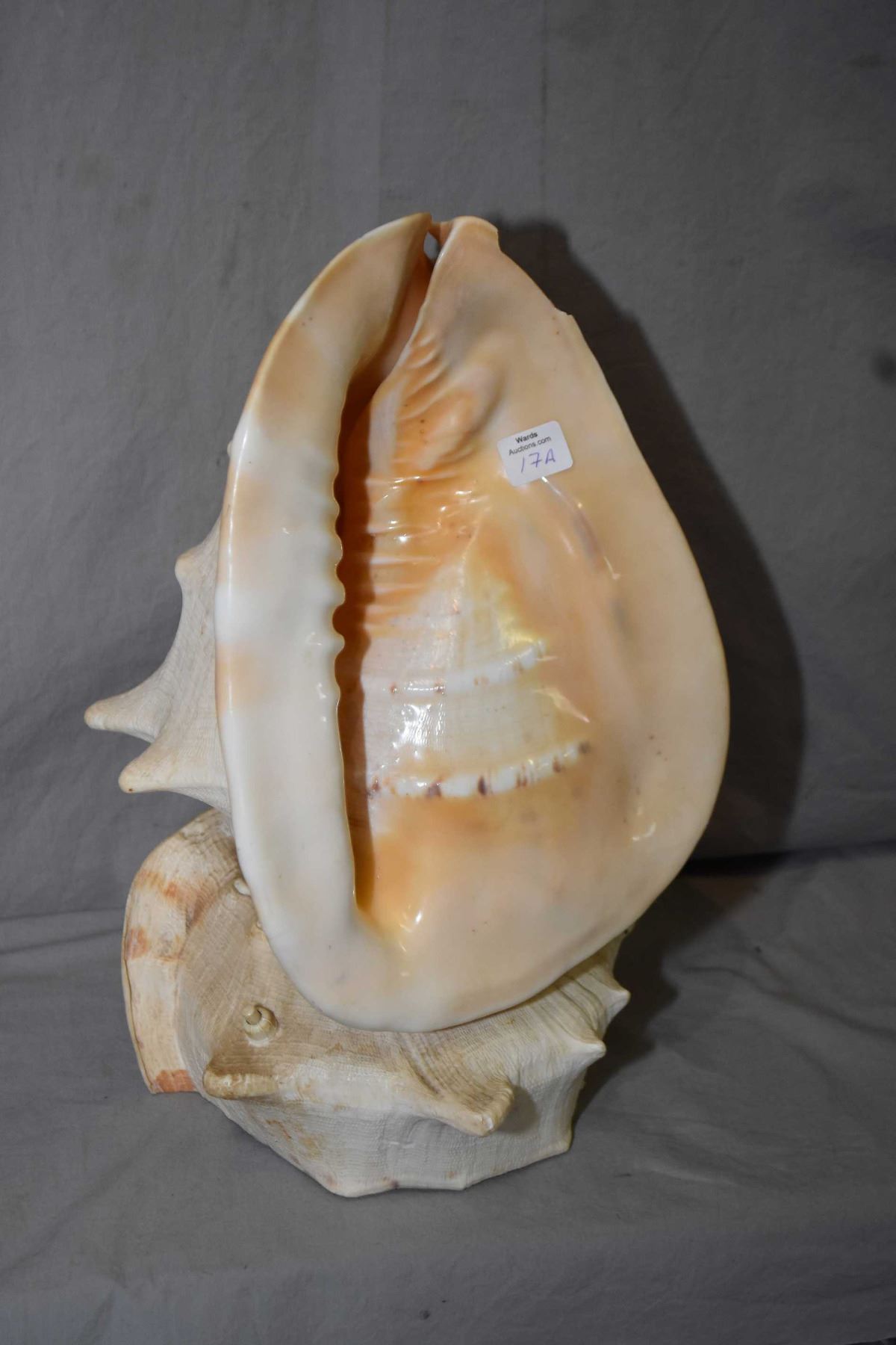 Large conch shell lamp