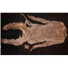 Image 1 : MUMMY ANCIENT EGYPTIAN CORPSE COMPLETE BODYSUIT COSTUME 1