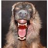 Image 3 : DEMON DOG BITING PUPPET WITH BLOOD RIG FROM UNKNOWN PRODUCTION