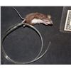 Image 1 : MOUSE PUPPET THAT BREATHES FROM UNKNOWN PRODUCTION