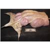 Image 1 : ALIEN QUEEN BIRTHING EGG LAYING POD FROM UNKNOWN PRODUCTION
