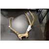 Image 1 : RACK OF DEER HORNS