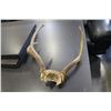 Image 2 : RACK OF DEER HORNS