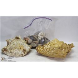2 LARGE SEA SHELLS