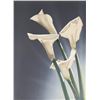 Image 1 : Jochen Labriola, White Calla Lilies 3, Lithograph