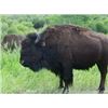 Image 1 : ONE Management Bison Hunt on Philmont Scout Ranch in New Mexico