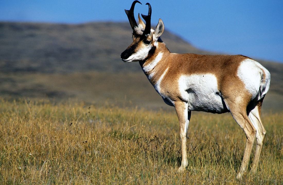 Fully Guided New Mexico Pronghorn Antelope Hunt on Vermejo Park Ranch