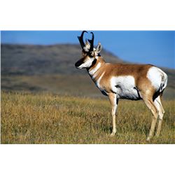 Fully Guided New Mexico Pronghorn Antelope Hunt on Vermejo Park Ranch