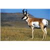 Image 1 : Fully Guided New Mexico Pronghorn Antelope Hunt on Vermejo Park Ranch