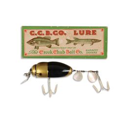 Creek Chub Beetle