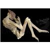 Image 1 : † Cocoon (1985) Life size Anterean Alien. One of the two life size Anterean Aliens discovered within