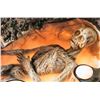 Image 2 : † Cocoon (1985) Life size Anterean Alien. One of the two life size Anterean Aliens discovered within