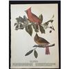 Image 2 : c1946 Audubon Print, #159 Cardinal