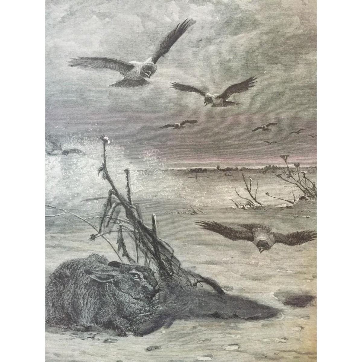 19thc Engraving, Rabbit Hunted by Hawks