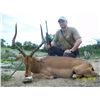Image 8 : Limpopo Springbuck hunt.